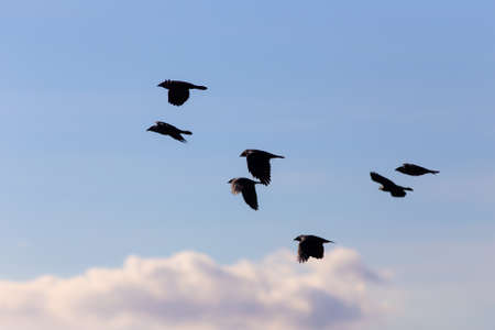 flock of jackdaws in flight against the skyの写真素材