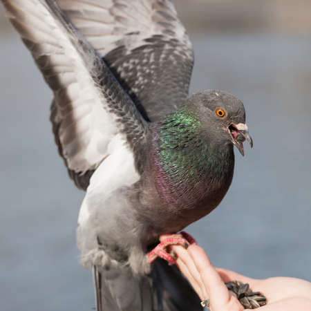 pigeon on the palm of your hand closeup