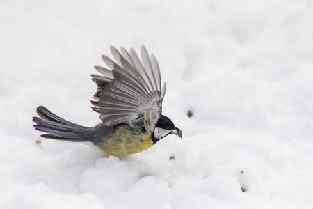 Portrait of a titmouse on snow in winterの写真素材