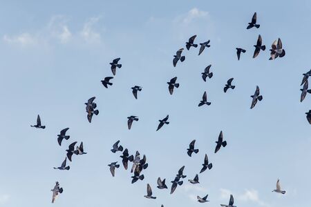flock of pigeons flying in the skyの写真素材