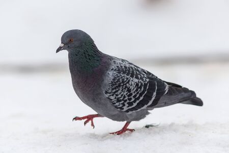 portrait of pigeon on snow in winterの写真素材