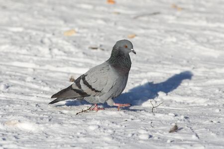 portrait of pigeon on snow in winterの写真素材