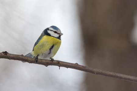 portrait of blue tit on a branch of a treeの写真素材