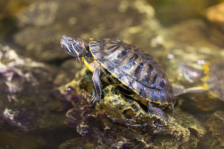 Portrait of a turtle on a rock in the waterの写真素材