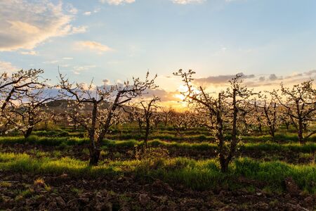 Dawn over the garden with flowering treesの写真素材