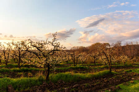 Dawn over the garden with flowering treesの写真素材