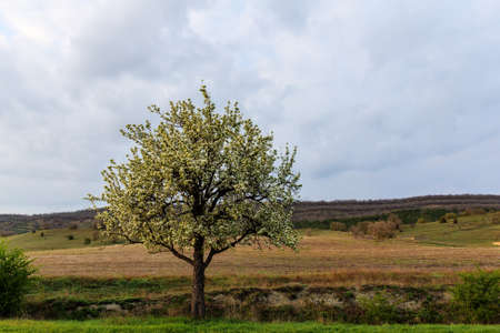 landscape with flowering tree in the spring Crimeaの写真素材