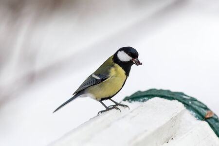 tit eats sunflower seeds in winter dayの写真素材