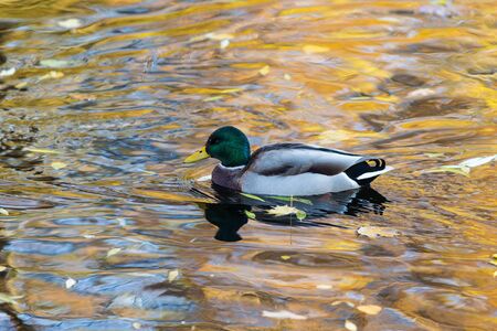 duck swimming in water with autumn leavesの写真素材