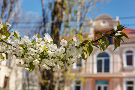 branch of cherry blossoms in spring closeupの写真素材