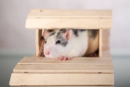 Young domestic rat in a wooden houseの写真素材