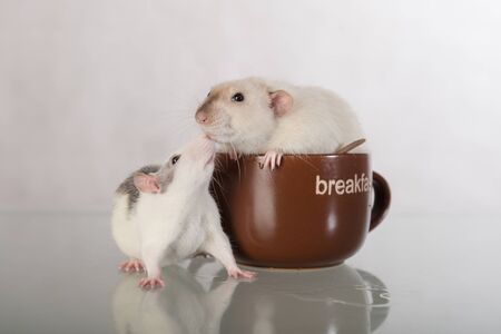 domestic rat sits in a large cup and friend