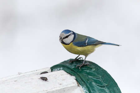 bluetit eats sunflower seeds in winter dayの写真素材