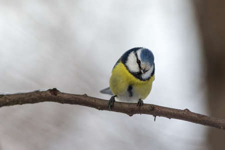 portrait of blue tit on a branch of a treeの写真素材