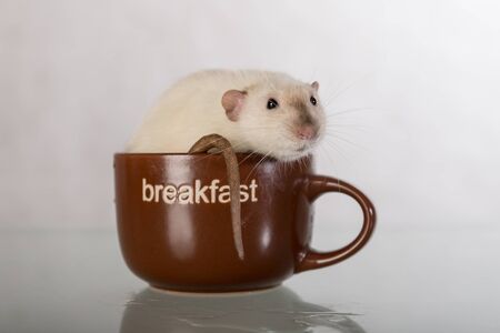 domestic rat sits in a large cupの写真素材
