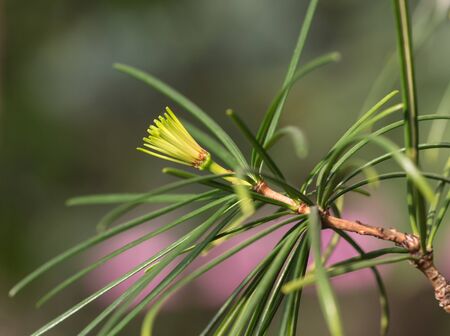 coniferous tree branch close up (Sciadopitys verticillata)