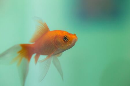 goldfish in the aquarium water close upの写真素材
