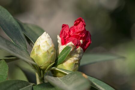 red azalea blossoms closeup in the gardenの写真素材