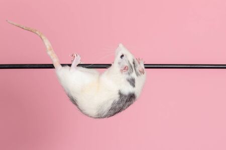 young domestic rat hanging on a stickの写真素材