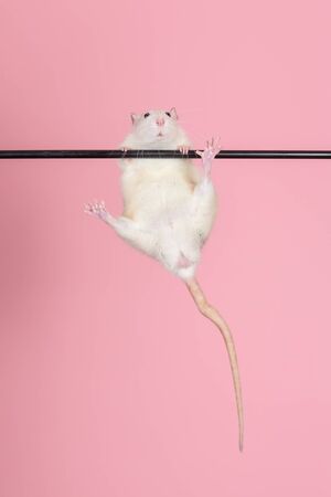 young domestic rat hanging on a stickの写真素材