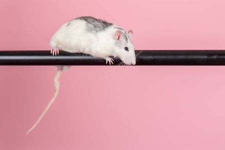 domestic rat sitting on a black tubeの写真素材