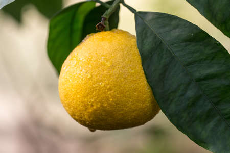 lemon fruit on a branch close upの写真素材