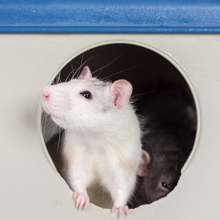 rat peep out of the house windowsの写真素材
