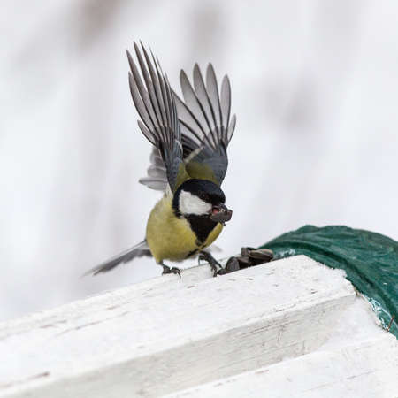 hungry tit eats sunflower seeds in winter dayの写真素材