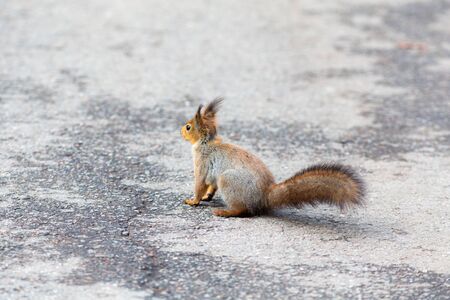 Portrait of a squirrel on an old asphalt roadの写真素材