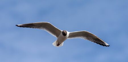 portrait of a seagull flying in the sky