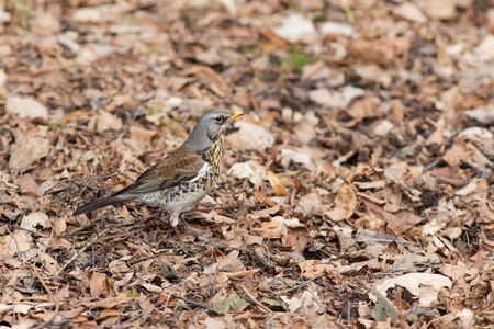 fieldfare on the dry leaves in the early springの写真素材