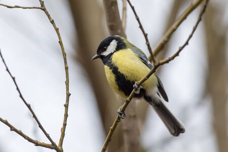 portrait of tit on a branch closeupの写真素材