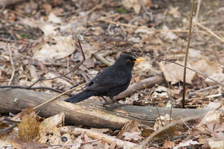 blackbird on the dry leaves in the early springの写真素材