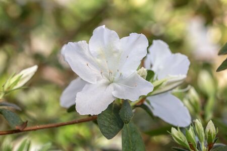 white azalea blossoms closeup in the gardenの写真素材