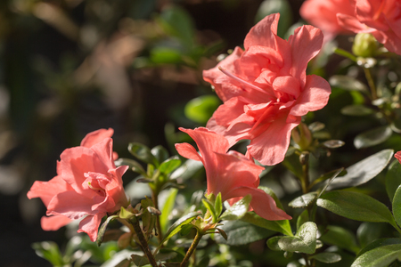 bright azalea blossoms close up in springの写真素材