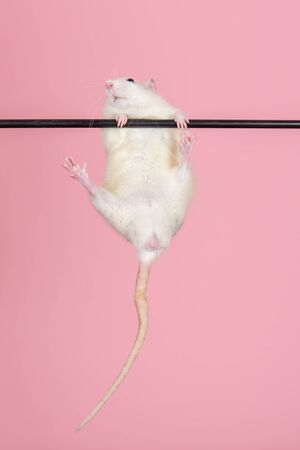 young domestic rat hanging on a stickの写真素材