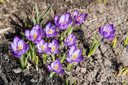 purple crocuses in the spring close up