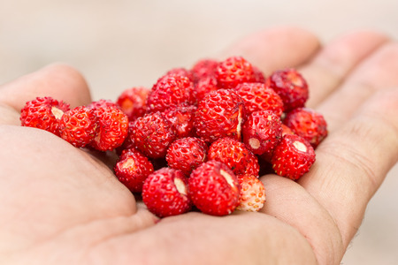 handful of ripe strawberry on a palm