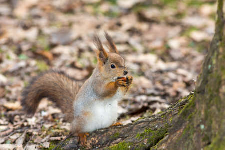 squirrel under a tree with a nutの写真素材