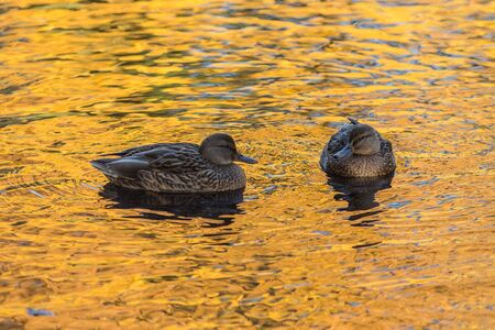 ducks in the water with reflections of autumnの写真素材