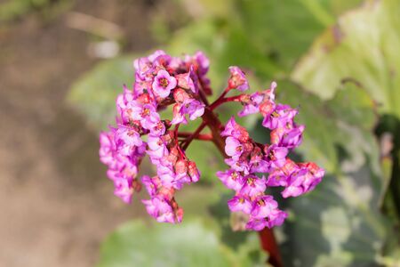flowering saxifrage closeup in spring (Bergenia crassifolia)の写真素材