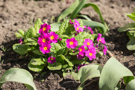 purple primrose blooming in spring day close upの写真素材