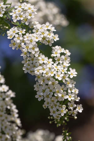 blooming spirea in spring day close up