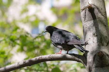 portrait of pigeon on a tree branch in the springの写真素材