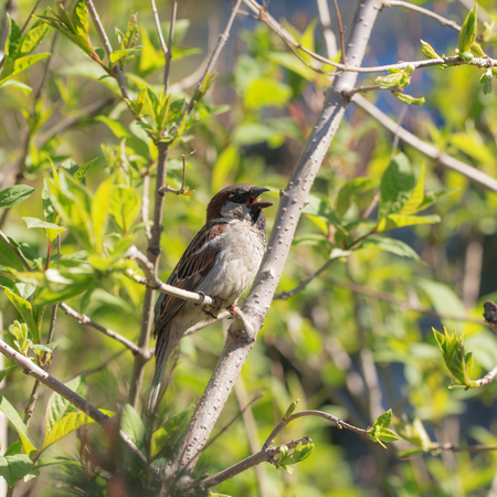singing sparrow on bush branches in spring