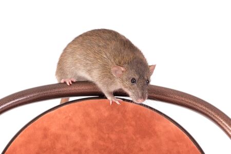 brown domestic rat sitting on a chairの写真素材