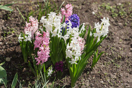 blooming hyacinths in spring day close upの写真素材