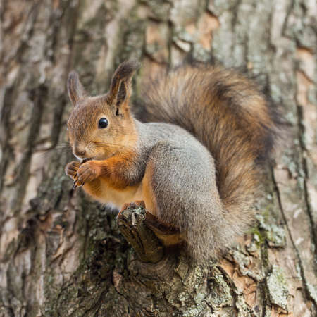 Portrait of a squirrel on a tree