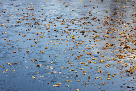 Fallen autumn leaves on the first iceの写真素材
