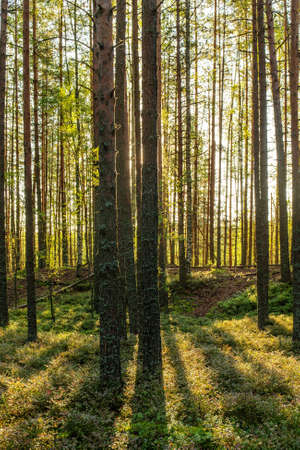 landscape in sunny coniferous forest in early autumnの写真素材